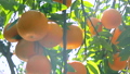 Citrus, citrus fruit, water fruit, citrus tree, past years, orchard, citrus fruit, mandarin orange, fruit, orange tree, new year, orchard 98353870
