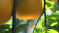 감귤, 타치바나, 수과, 타치바나, 과년, 과원, 감귤류, 귤, 과일, 오렌지 나무, 새해, 과수원 98353872