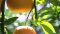 Citrus, citrus fruit, water fruit, citrus tree, past years, orchard, citrus fruit, mandarin orange, fruit, orange tree, new year, orchard 98353874