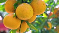Citrus, citrus fruit, water fruit, citrus tree, past years, orchard, citrus fruit, mandarin orange, fruit, orange tree, new year, orchard 98353875