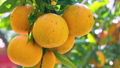 Citrus, citrus fruit, water fruit, citrus tree, past years, orchard, citrus fruit, mandarin orange, fruit, orange tree, new year, orchard 98353877