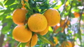 Citrus, citrus fruit, water fruit, citrus tree, past years, orchard, citrus fruit, mandarin orange, fruit, orange tree, new year, orchard 98353879