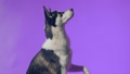 A young husky poses in the studio on a purple background 98494939