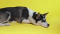 A young husky is lying in the studio on a blue background 98494947