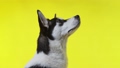 A young husky poses in the studio on a yellow background 98494955