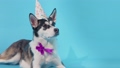 A young husky poses with a festive hat on his head and a bow around his neck in the studio on a blue background 98494958