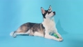 A young husky poses with a bone in his paws in the studio on a blue background 98494959
