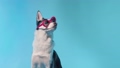 A young husky poses with sunglasses in the studio on a blue background 98494965