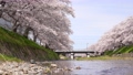 風に揺れる桜の4Kスローモーション動画 98647295