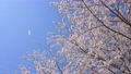風に揺れる桜の4Kスローモーション動画 98647299
