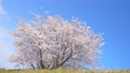 風に揺れる桜の4Kスローモーション動画 98647300
