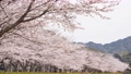 風に揺れる桜の4Kスローモーション動画 98647302