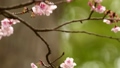 White-eye sucking nectar from cold cherry blossoms Tsurugaoka Hachimangu Shrine, Kamakura 98882901