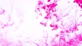 水に落ちるピンク色のインク　白背景　ink drop 99584585
