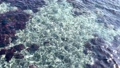 Ripples on the Miura coast with beautiful translucent emerald green [slow motion] 99927619