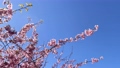 Kawazu cherry blossoms at Jogashima Park swaying in the gentle sea breeze under the blue sky 99929434
