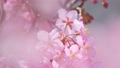 Slow motion of cherry blossoms swaying beautifully on a sunny day in spring 100257670