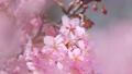 Slow motion of cherry blossoms swaying beautifully on a sunny day in spring 100257671