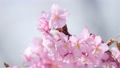 Slow motion of cherry blossoms swaying beautifully on a sunny day in spring 100257672