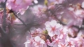 Slow motion of cherry blossoms swaying beautifully on a sunny day in spring 100257674