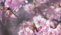 Slow motion of cherry blossoms swaying beautifully on a sunny day in spring 100257675