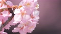 Slow motion of cherry blossoms swaying beautifully on a sunny day in spring 100257676