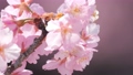 Slow motion of cherry blossoms swaying beautifully on a sunny day in spring 100257677
