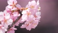 Slow motion of cherry blossoms swaying beautifully on a sunny day in spring 100257678