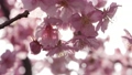 Slow motion of cherry blossoms swaying beautifully on a sunny day in spring 100257679