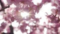 Slow motion of cherry blossoms swaying beautifully on a sunny day in spring 100257680