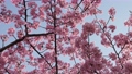 Slow motion of cherry blossoms swaying beautifully on a sunny day in spring 100257682