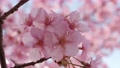 Slow motion of cherry blossoms swaying beautifully on a sunny day in spring 100257683