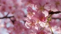 Slow motion of cherry blossoms swaying beautifully on a sunny day in spring 100257704