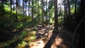 早春の森林を散歩する動画 100636988