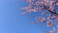 東京的櫻花在晴朗的天空和溫暖的春日陽光下立刻綻放【三月】 100761892