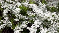 たくさんの白い花を咲かせ、穏やかな春風に揺れるユキヤナギ【3月】 100765438