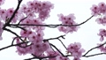 春の雨に濡れた美しいピンクの桜のスローモーション 100815464