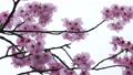 春の雨に濡れた美しいピンクの桜のスローモーション 100815465