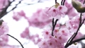 春の雨に濡れた美しいピンクの桜のスローモーション 100815468