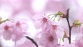 春の雨に濡れた美しいピンクの桜のスローモーション 100815470