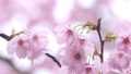 春の雨に濡れた美しいピンクの桜のスローモーション 100815471