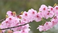 春の雨に濡れた美しいピンクの桜のスローモーション 100815473