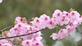 春の雨に濡れた美しいピンクの桜のスローモーション 100815474