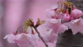 春の雨に濡れた美しいピンクの桜のスローモーション 100815475