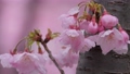 春の雨に濡れた美しいピンクの桜のスローモーション 100815479
