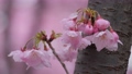 春の雨に濡れた美しいピンクの桜のスローモーション 100815480