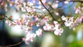 朝の光を浴びる蕾の桜 100900928