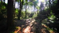 在美麗的森林中行走的視頻 100911963