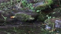 Fresh water 106156799